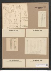 Gomphonema intricatum Kuetz. (de-Toni-Nr.: Genus 37, Species 1741) Zeichnungen Sammlung Grunow Nr. 3445 (NHMW-BOT-W0370988)